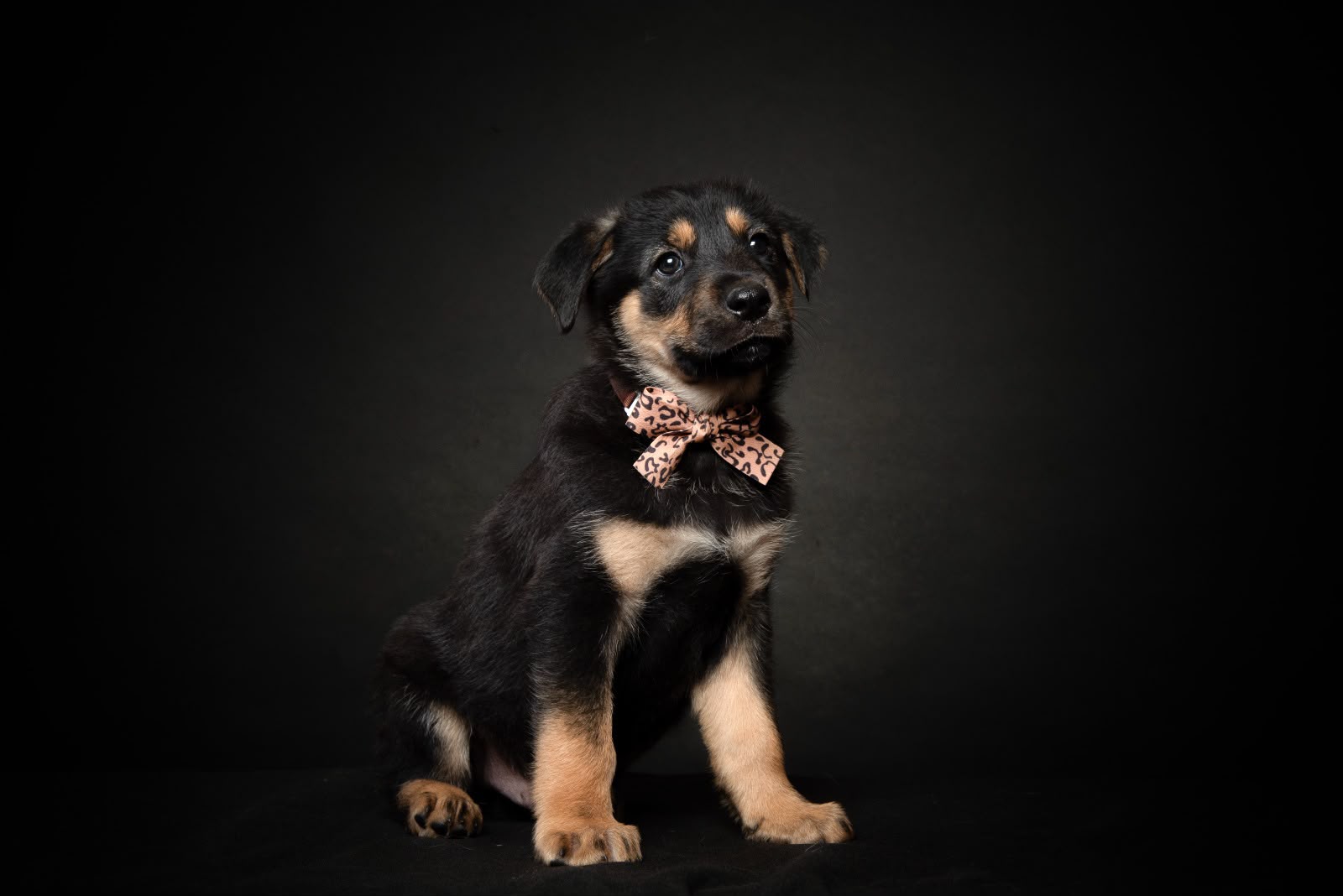 Ace, Cachorro cruzado de 3 meses disponível para adoção