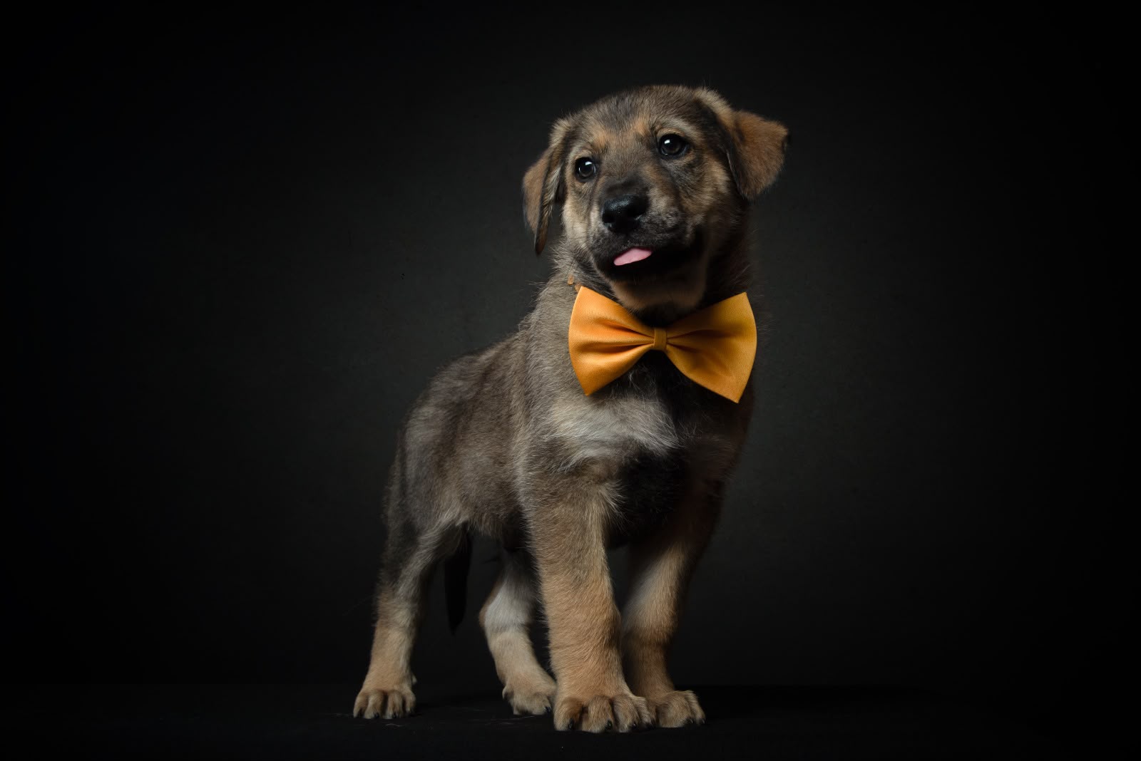 Axl, Cachorro cruzado de 3 meses disponível para adoção